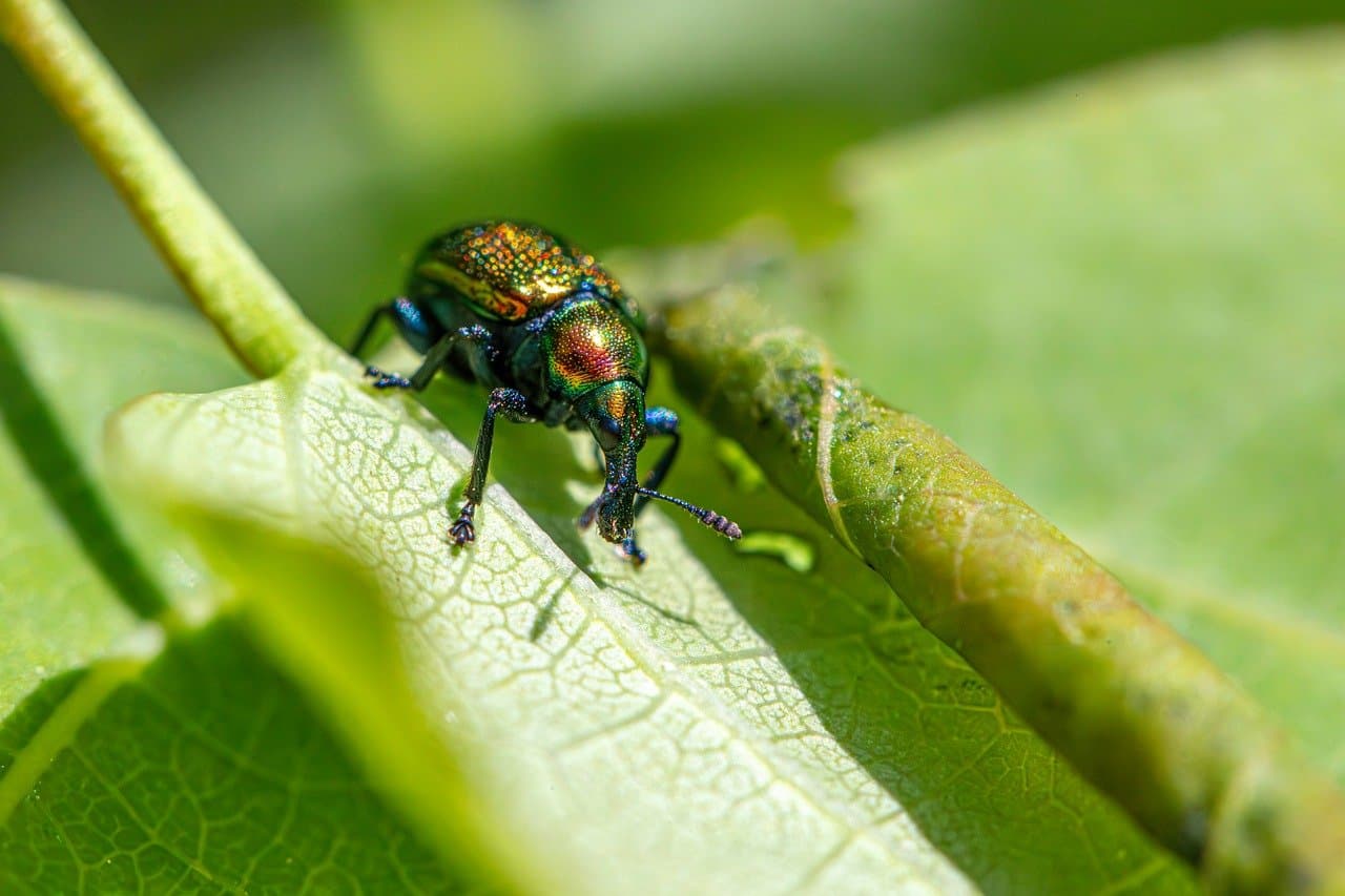 Crop Protection & Health